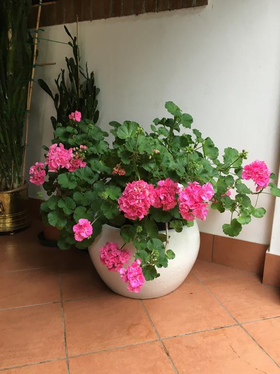 טרוויסו Agriturismo Da Ninoti מראה חיצוני תמונה